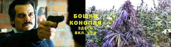 индика Тобольск
