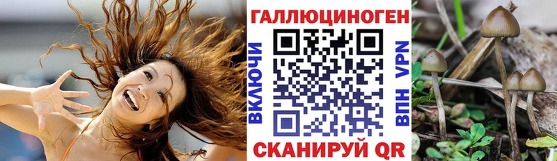 Псилоцибиновые грибы мицелий  купить наркотики цена  KRAKEN tor  Новоржев 